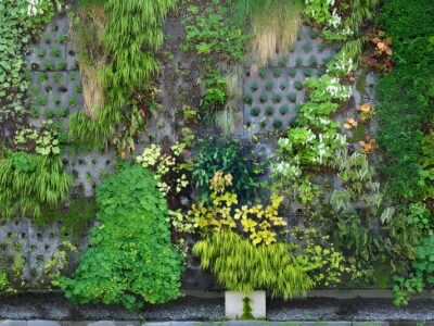 MUR végétal'.jpg MUR végétal'.jpg