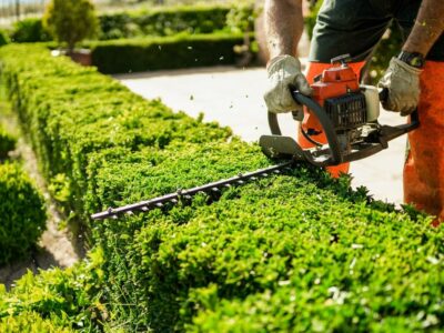 Home and garden concept. Hedge trimmer in action. Shrub trimming Home and garden concept. Hedge trimmer in action. Shrub trimming work. Shrub pruning. Gardening and trimming activities. Great detail of the cut leaves splashing